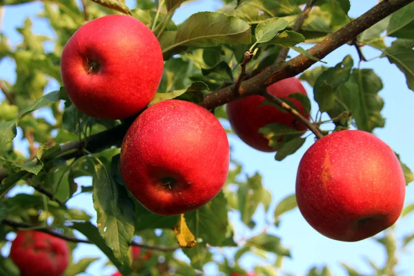 Συγκομιδή Μήλων Συγκομιδή Φρούτων — Φωτογραφία Αρχείου
