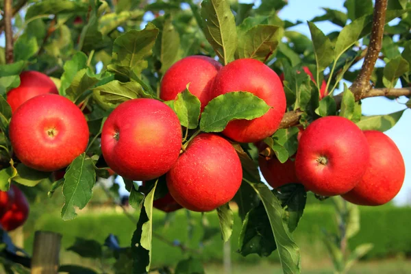 Almatermelés Gyümölcsszüret — Stock Fotó