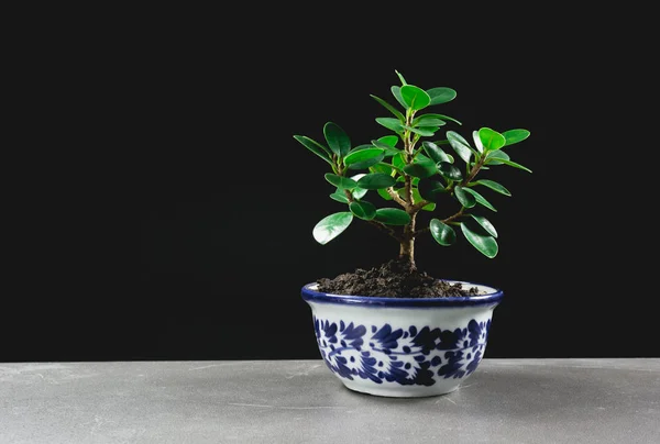 緑の鉢植え テーブルの上の鉢の木 暗い背景 — ストック写真