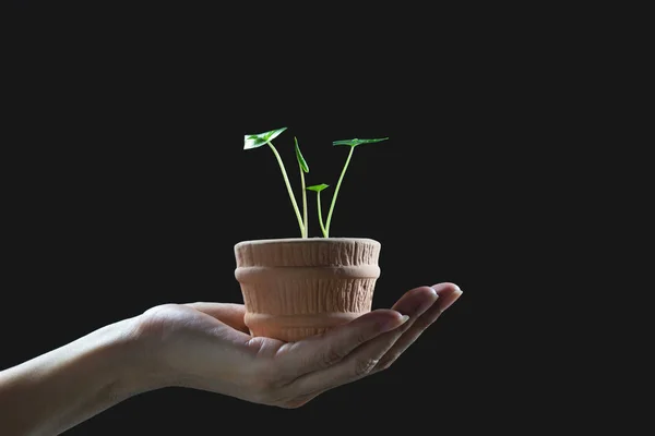 Menselijke Handen Met Groene Kleine Planten Concept Ecologie Concept — Stockfoto