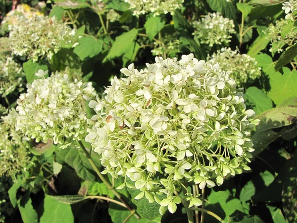 Vista Panorámica Hermosa Hortensia Colorida — Foto de Stock