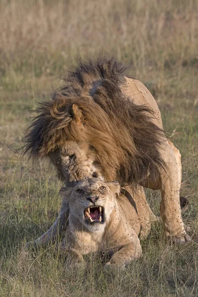 Lions Panthera Leo Accouplement Masai Mara Narok Comté Kenya — Photo