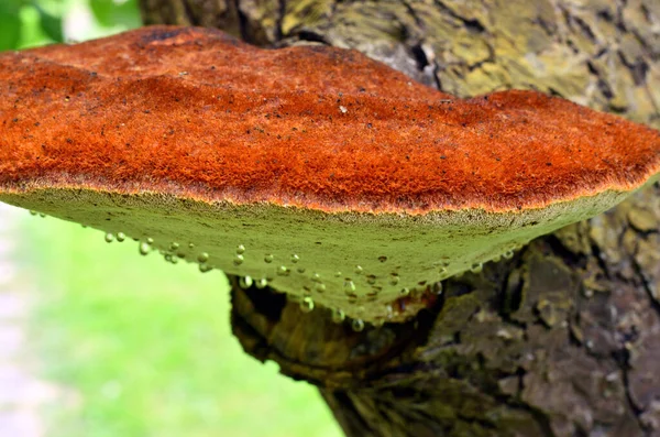 Mushroom Crece Árbol Manzanas —  Fotos de Stock