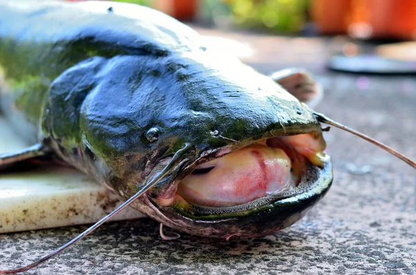 Close Trout Fish — стоковое фото