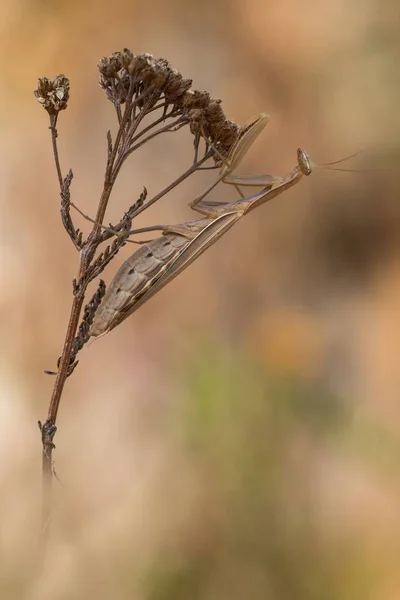 Insectes Mantis Insecte Proie — Photo