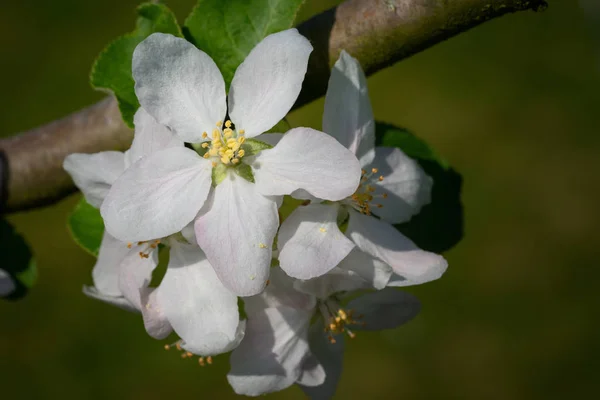 一般梨 ピルス国内 春の花 — ストック写真