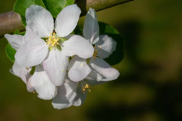 一般梨 ピルス国内 春の花 — ストック写真