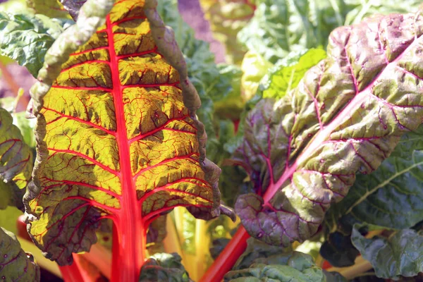 Verduras Frescas Mercado — Foto de Stock