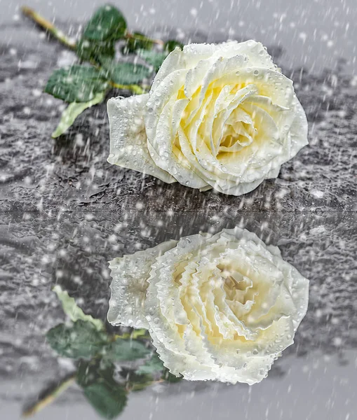 Reverencia Recuerdos Una Rosa Encuentra Suelo Congelado Hielo —  Fotos de Stock