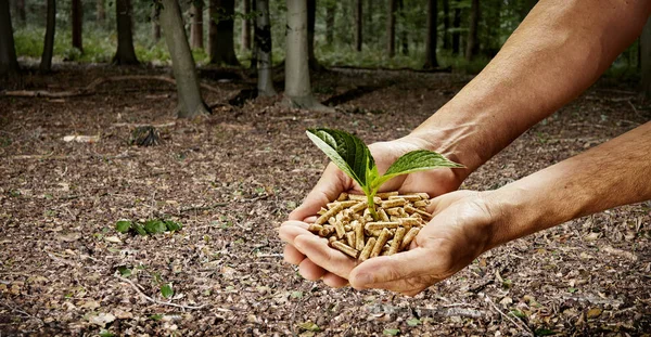 Man holding a leafy green seedling growing in wood pellets in his cupped hands outdoors in a forest clearing in a conceptual image