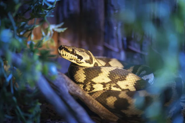 成長中のジャングルカーペットPython フラット Morelia Spilota Cheynei のクローズアップ — ストック写真