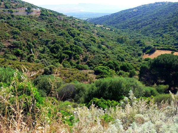 Bela Paisagem Floresta — Fotografia de Stock