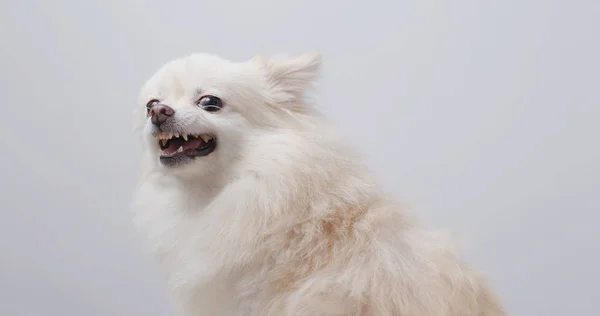 Branco Pomeranian Ficar Com Raiva — Fotografia de Stock