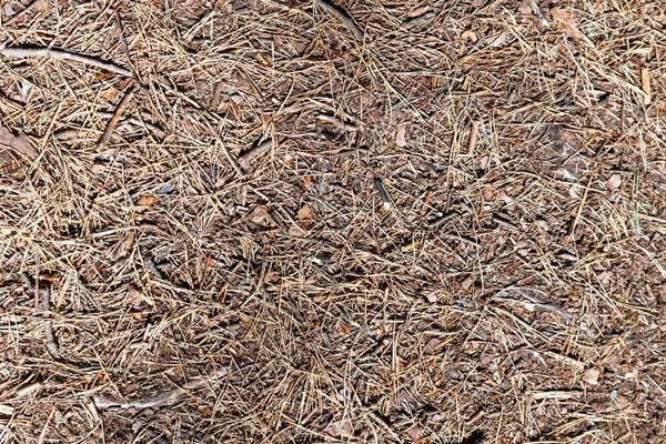 Suelo Forestal Con Agujas Pino Pequeñas Ramas Como Fondo — Foto de Stock