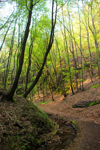 Dragon Canyon Eisenach Thüringen — Stockfoto