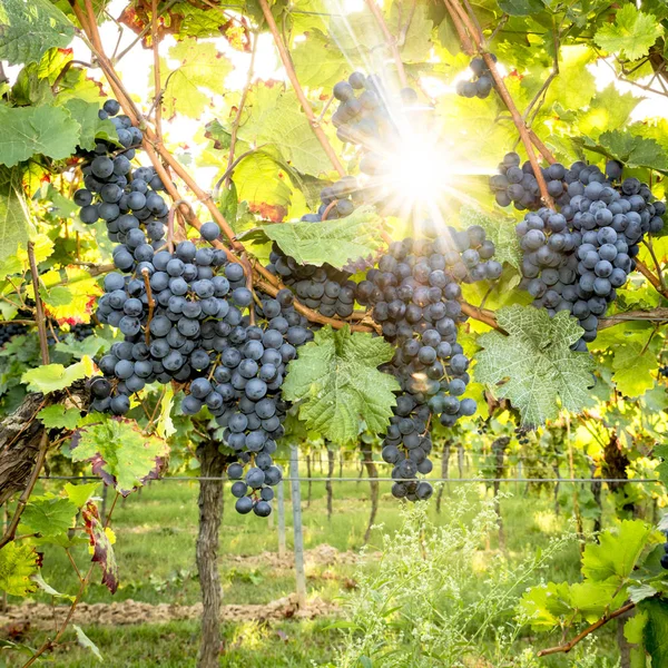 Стиглий Синій Виноград Звисає Під Прямим Підсвічуванням Сонця Кущі — стокове фото