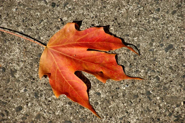 Bela Folhagem Outono Colorido — Fotografia de Stock