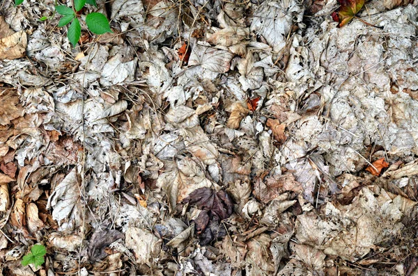 Rotted Leaves Ground — Stock Photo, Image