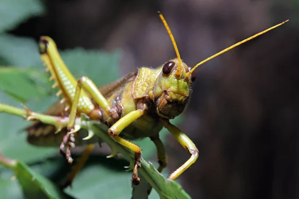 클로즈업 Grasshopper Tropidacris Collaris — 스톡 사진
