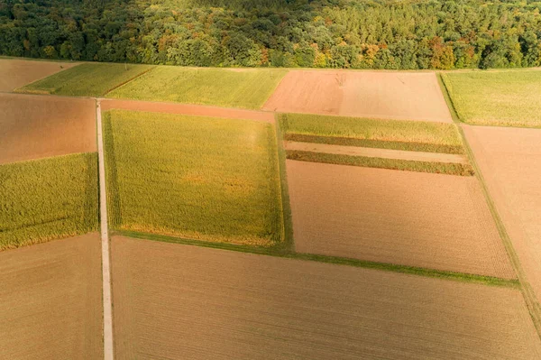 Madárkilátás Kukoricaföldekre Nyáron — Stock Fotó