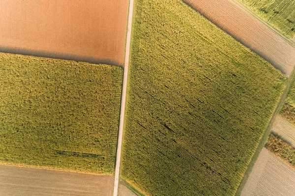 Vista Pájaro Los Campos Maíz — Foto de Stock