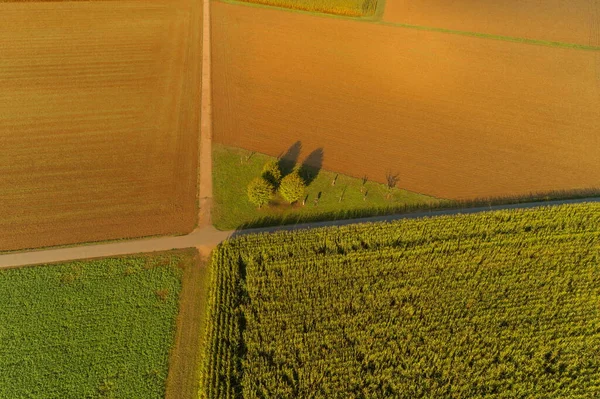 Widok Ptaki Pól Kukurydzy Lecie — Zdjęcie stockowe