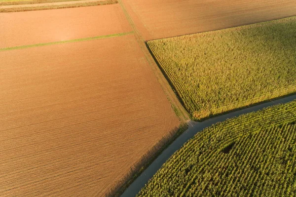 Vista Pájaro Los Campos Maíz — Foto de Stock