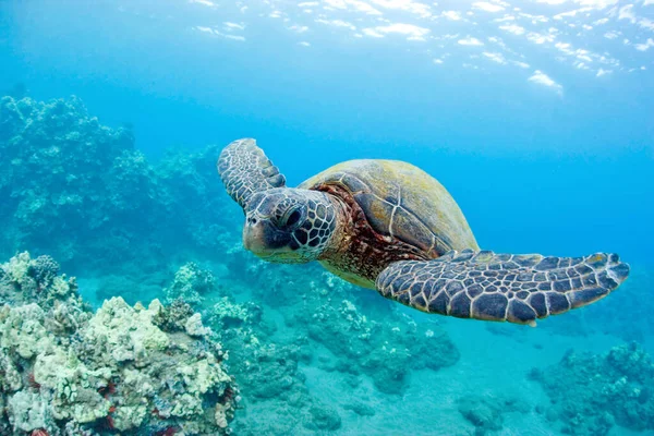 Meeresschildkröte Schwimmt Unter Wasser — Stockfoto