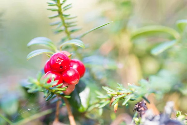 Macro Shot Cowberry Poussant Forêt Profondeur Champ Faible — Photo