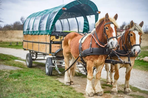 Transporte Puxado Cavalo Cape Arkona Ilha Ruegen Alemanha — Fotografia de Stock