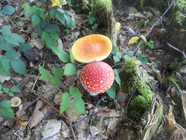 Közelkép Légy Agaric Erdőben — Stock Fotó