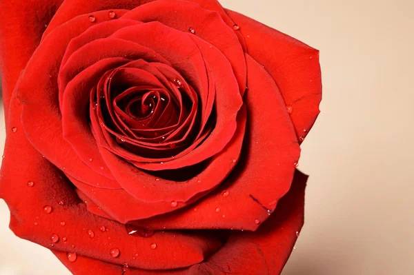 Widok Bliska Kwiat Czerwonej Róży Równym Tle — Zdjęcie stockowe