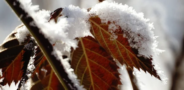 秋天的叶子 色彩艳丽 覆盖着白雪和白霜 — 图库照片