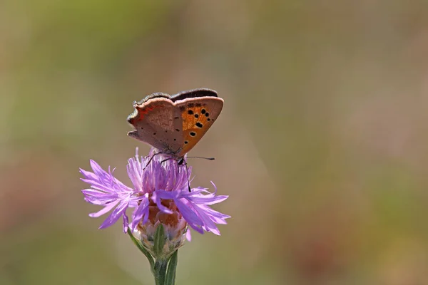 Petite Lycaena Phlaeas Cuivre — Photo