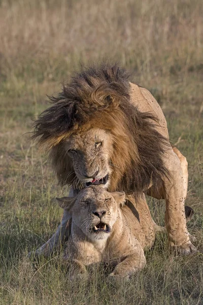 Leões Panthera Leo Acasalamento Masai Mara Narok Concelho Kenya — Fotografia de Stock