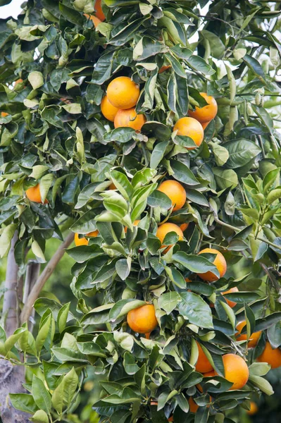 Tree Growing Fresh Oranges — Stock Photo, Image