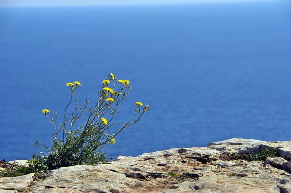 Punta Ruda Formentera — стокове фото