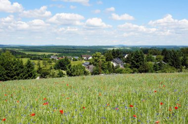 Krinkhof in the Eifel with a cornfield full of flowers   clipart