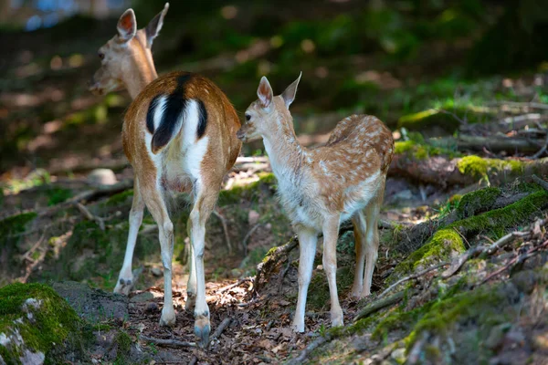 Vrouwtjes Herten Met Baby Grasland — Stockfoto