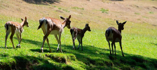 Família Cervos Pastagens — Fotografia de Stock