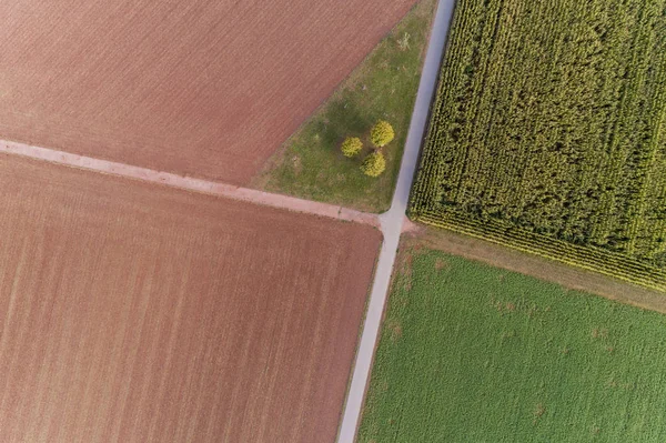 Vue Des Champs Maïs Été — Photo