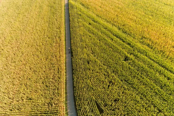 Вид Птахів Поля Кукурудзи Літній Час — стокове фото