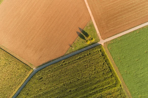 Blick Aus Der Vogelperspektive Auf Maisfelder Sommer — Stockfoto