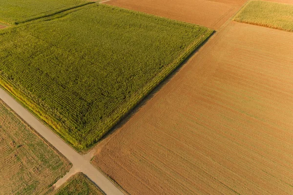 Visión Las Aves Los Campos Maíz Verano —  Fotos de Stock