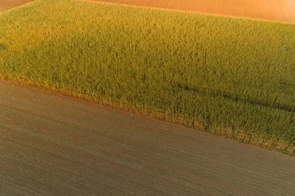 Visión Las Aves Los Campos Maíz Verano —  Fotos de Stock