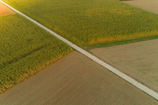 Vue Des Champs Maïs Été — Photo