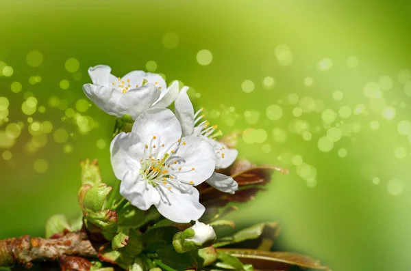 Spring Blossom Flowers Tree — 스톡 사진