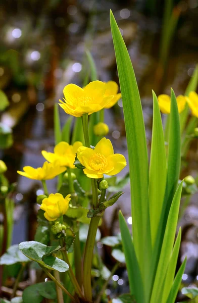 Bela Vista Flor Calêndula Natural — Fotografia de Stock