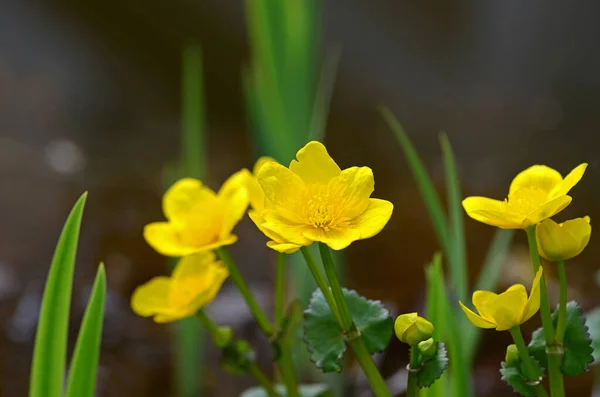 Bela Vista Flor Calêndula Natural — Fotografia de Stock