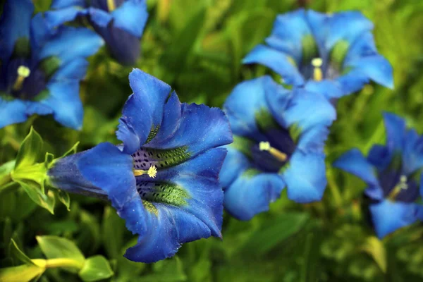 Niebieski Gentiana Acaulis Kwitnie Moim Wiosennym Ogrodzie — Zdjęcie stockowe